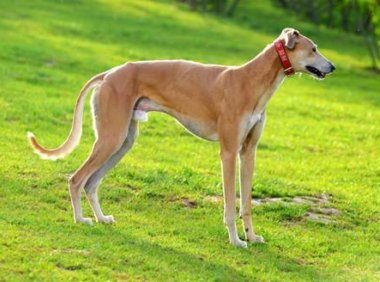 格力犬喂什么食物最好?这样喂好吃还不贵