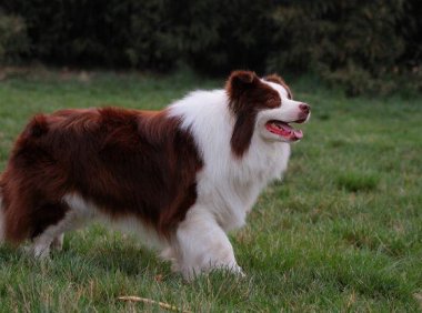 狗狗吐黄水怎么回事?速度找出原因