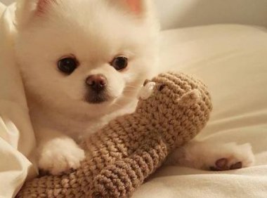 博美换牙期是几个月,一般来说都差不多的