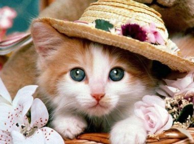 猫为什么喜欢看人洗澡,可能对它有所误会