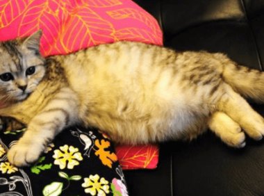 小猫肚子鼓鼓的？可以这样来分析具体原因