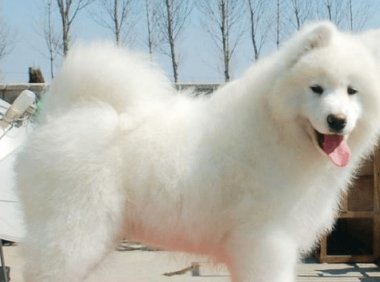 萨摩耶都可以吃什么？平时饮食需注意