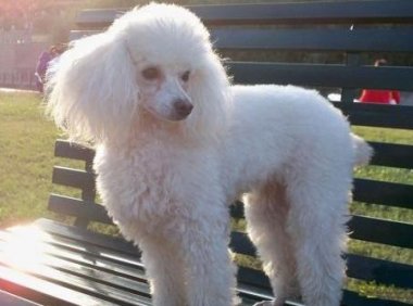 贵宾犬的泪痕怎么办？有好几种方法可以解决