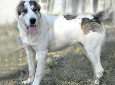 卡斯罗与中亚体型谁大,体型也不能代表一切