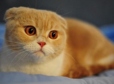 宠物猫的价格,你想看的都在这了