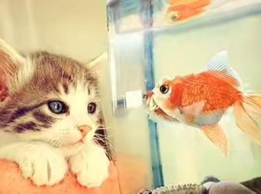 猫为什么爱吃鱼？难道不是因为腥味