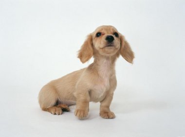 狗狗怎么训练大小便？方法比努力重要