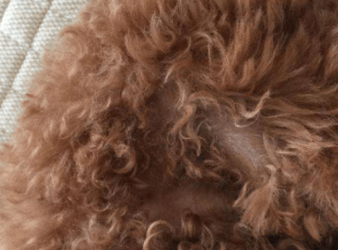 泰迪皮肤病脱毛怎么办?这些办法可以挽救一下