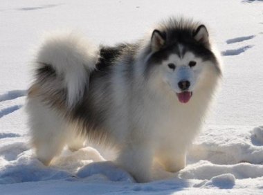 阿拉斯加一般多少钱一只?阿拉价格大揭秘