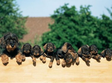狗狗挑食怎么办？学会正确的引导