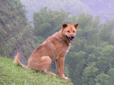 中华田园犬能长多大,土狗的标准特征