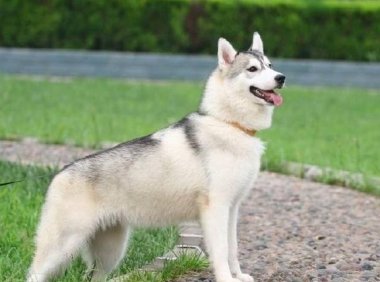 边境牧羊犬掉毛吗?先找原因再找办法