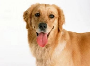 什么样的金毛犬最好?这样的挑选方式记住