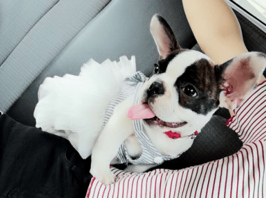 如何挑选法国斗牛犬!完整攻略教给你