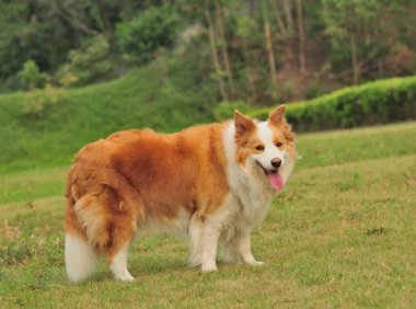 边境牧羊犬拉稀怎么办？好方法都在这里！