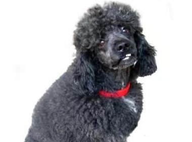 贵宾犬腿抽筋怎么办？有这么几个方面的原因