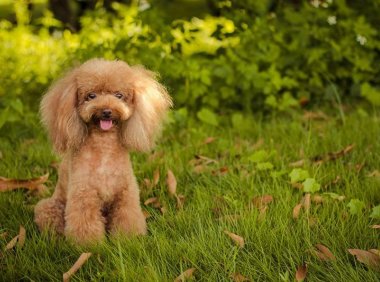 泰迪和贵宾哪个贵？一个素颜一个整容