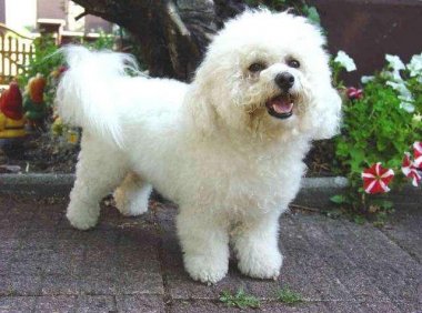 比熊犬一天喂几次？要有科学的喂养方法