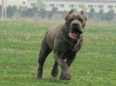 卡斯罗犬和比特犬区别?从身体性格上来对比