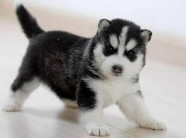 哈士奇怎么训练？哈士奇训练方法总结