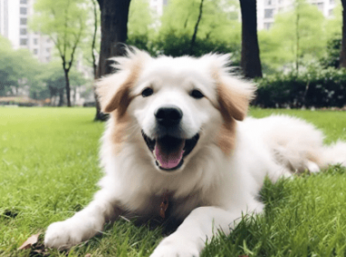 狗出门一小时不拉屎怎么办