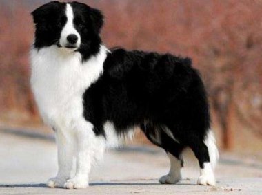 边境牧羊犬楼房能养吗?办法总比困难多