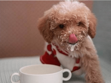 泰迪能喝酸奶吗？有哪些好处和坏处呢