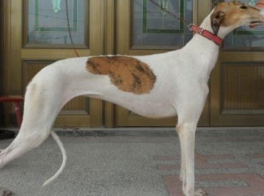 灵提狗多少钱一只?养狗老板来解答