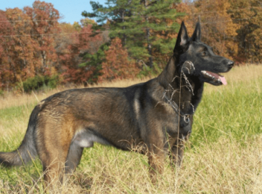 马犬见生人不叫怎么办?要针对性的训练下了