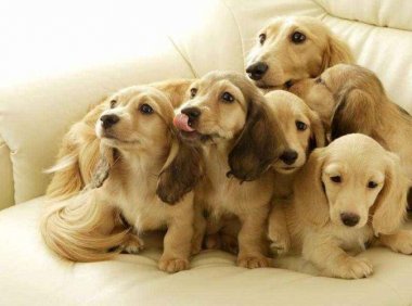 狗狗为什么会得细小,要学会找原因