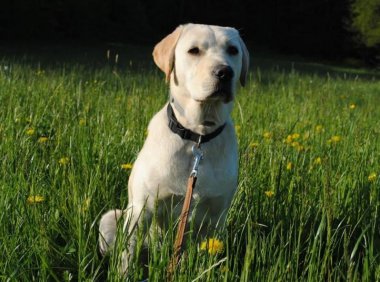 拉布拉多怕冷吗？寒冷对它不可怕