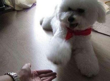 比熊狗怎么训练，先做好这几点准备