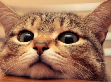 猫喜欢什么颜色?实际上猫并不依赖于视力