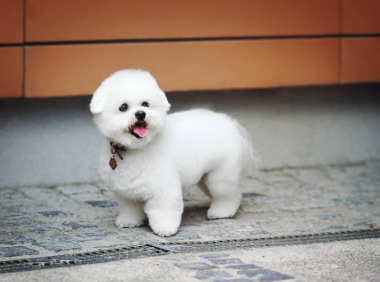 新手养狗,狗狗得了犬瘟热怎么治疗好