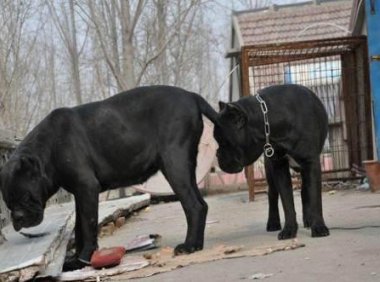 卡斯罗可以认几个主人?一般不超过二个