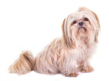 西施犬寿命?请珍惜你的爱宠