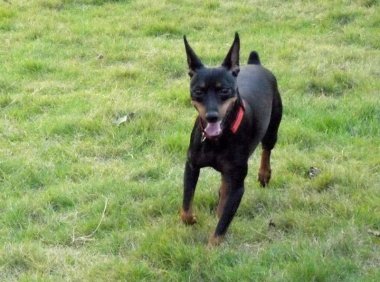 狗狗能吃桃子吗？饮食方面要多加注意才是