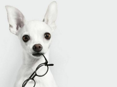 幼犬临死前症状和征兆，请引起注意了