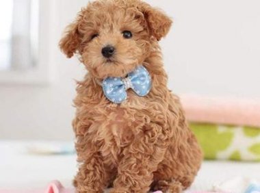 贵宾犬可以吃苹果吗?这些禁忌要记住了