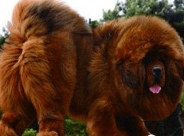 杜高犬和藏獒哪个厉害？藏獒的体型就胜了一半