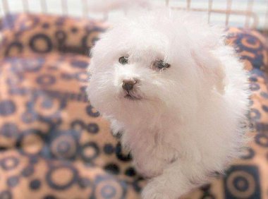 狗狗一天睡几个小时？可能超乎你的想象