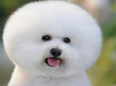 怎么训练比熊？其实套路方法都一样的