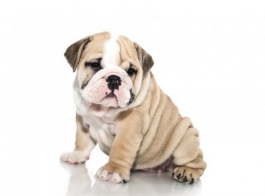 英国斗牛犬什么颜色贵,拼颜值的时候到了