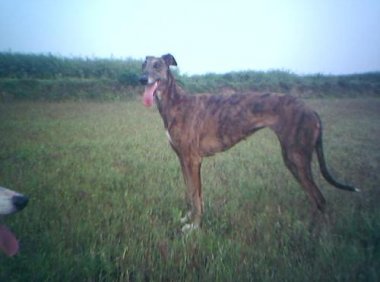 格力犬能长多大?不大不小刚刚好