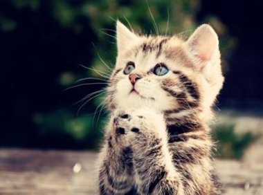 鸡胸肉为什么不能喂猫？其中道理知道吗