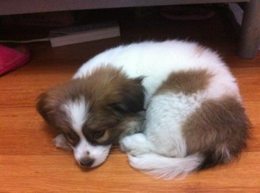 蝴蝶犬好不好养?看完你心里该有答案的