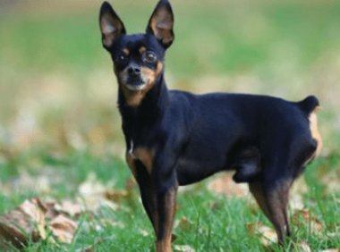 杜宾犬好训练吗?世上无难事只怕有心人