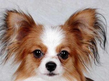 蝴蝶犬拉肚子怎么办？先搞清楚原因再对症治疗