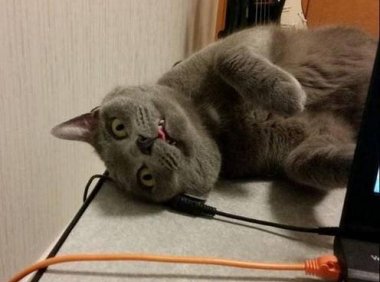 猫能吃狗粮吗？不建议吃别人东西