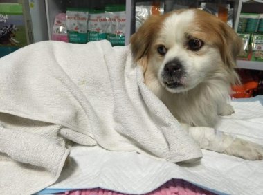 狗狗胰腺炎的症状,出现这些情况请注意